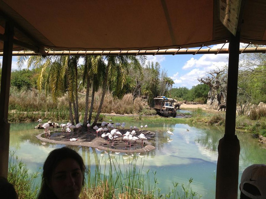 Animal Kindgom Kilimanjaro Safari Ride Hidden Mickey