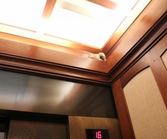 Aulani Elevator Hidden Menehune