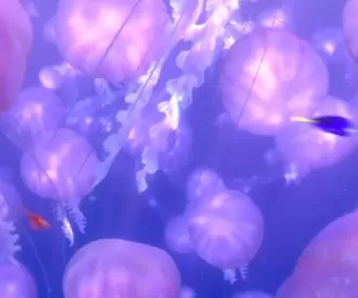 Finding Nemo Jelly Fish Hidden Mickey