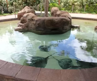 Stingray Pool Hidden Mickey