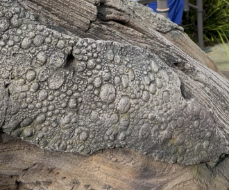Avatar Flight of Passage Hidden Mickey
