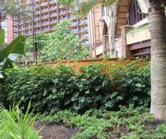 Makahiki Restaurant Hidden Menehune