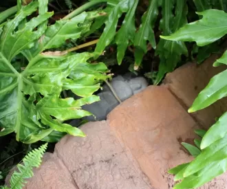 Aulani Hidden Sleeping Menehune 