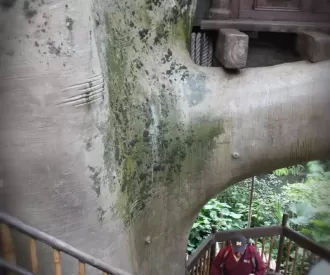 Swiss Family Treehouse Hidden Mickey