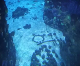 The Living Seas Aquarium Starfish Hidden Mickey