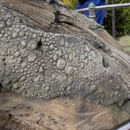 Avatar Flight of Passage Hidden Mickey